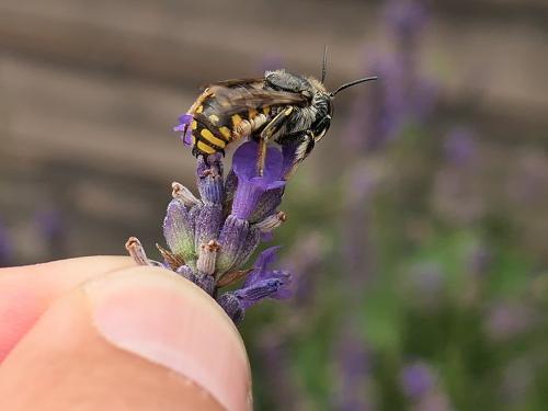 Anthidium manicatum
